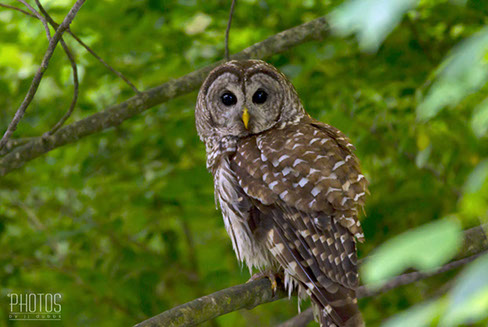 Barred Owl