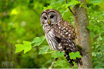 Barred Owl
