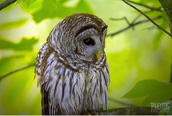 Barred Owl