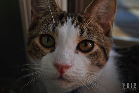 Samwise Gamgee, Pet Portrait