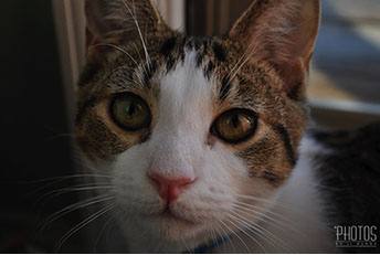 Samwise Gamgee, Pet Portrait