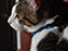 Samwise Gamgee, Pet Portrait