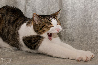 Samwise Gamgee, Pet Portrait