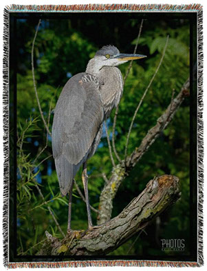 Great Blue Heron Photo Blanket