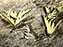 Tiger Swallowtail