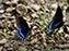 Red-Spotted Purple