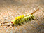 White-Marked Tussock Moth Caterpillar