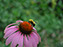 Golden Northern Bumble Bee