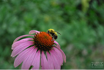Golden Northern Bumble Bee