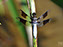 White Tail Dragonfly