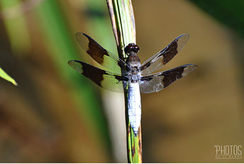 White Tail Dragonfly