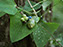 Green Stink Bug Nymph