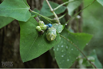 Green Stink Bug Nymph