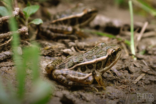 Leopard Frog Leopard Frog