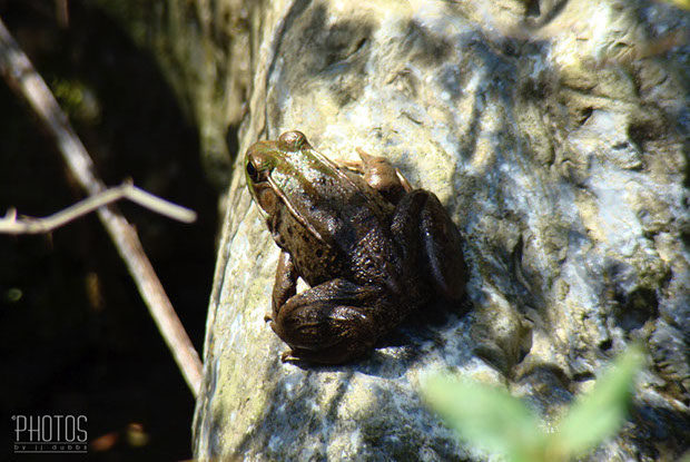 Green Frog Green Frog
