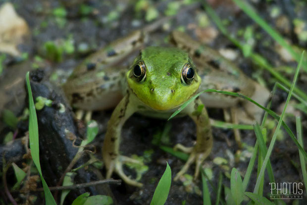 Green Frog Green Frog