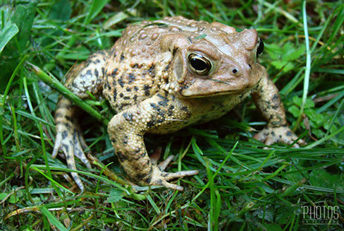 American Toad