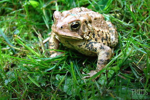 American Toad