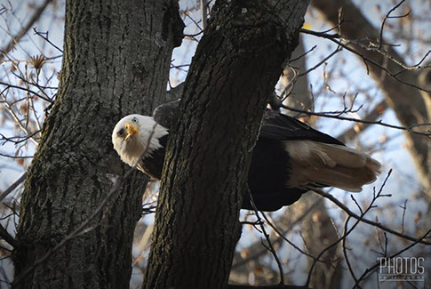 Bald Eagle