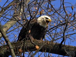 Bald Eagle