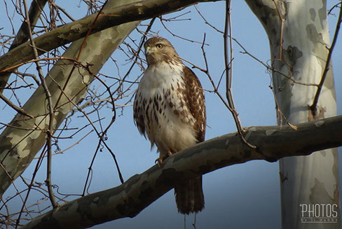 Red-Tailed Hawk