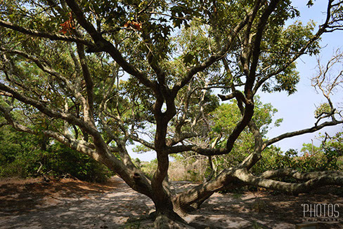 Assateague Island National Seashore