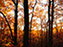Fall