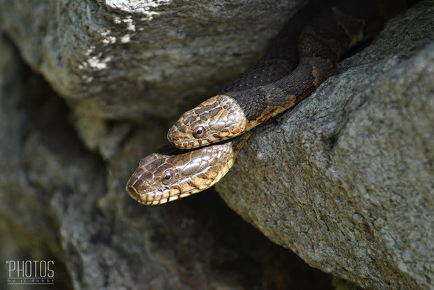Northern Water Snake Northern Water Snake