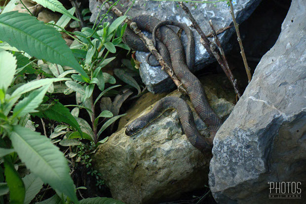 Northern Water Snake Northern Water Snake