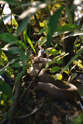 Northern Water Snake Northern Water Snake