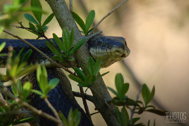 Eastern Black Snake Eastern Black Snake