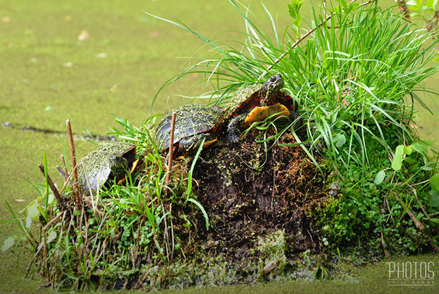 Painted Turtle Painted Turtle