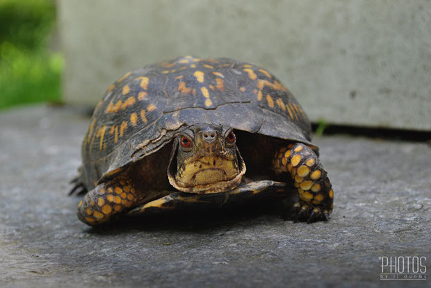 Box Turtle Box Turtle