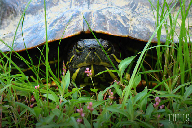 Red-Eared Slider Red-Eared Slider