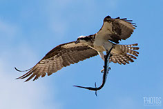 Osprey with Long-Nose Gar