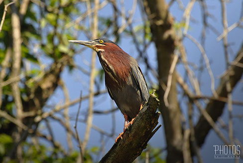 Green Heron