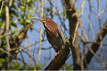 Green Heron
