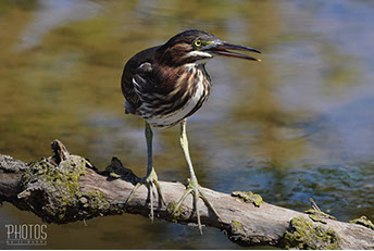 Green Heron