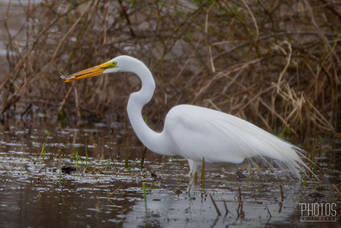 Great Egret