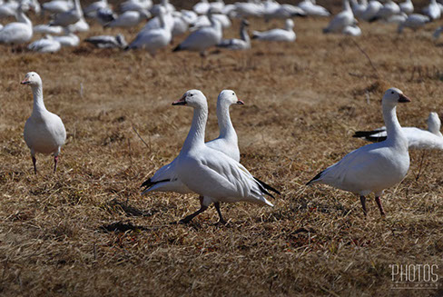 Snow Geese