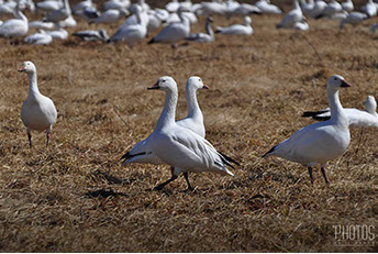 Snow Geese