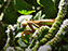 Praying Mantis