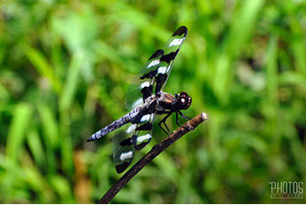 Twelve Spot Skimmer Dragonfly