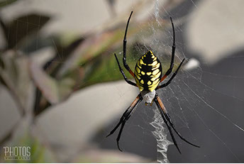 Black & Yellow Garden Spider