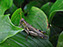Differential Grasshopper