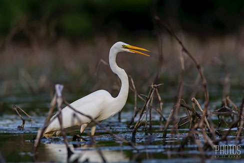 Great Egret