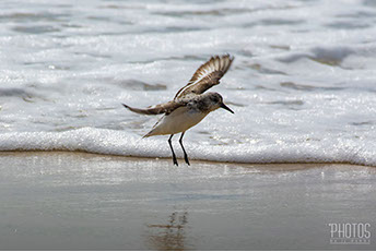 Least Sandpiper