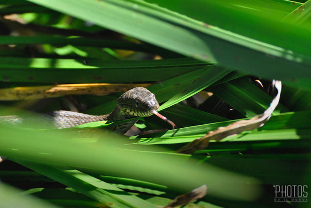 Northern Water Snake Northern Water Snake