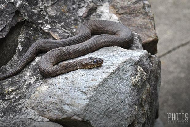Northern Water Snake Northern Water Snake