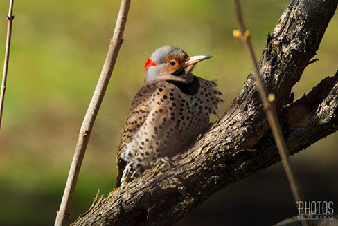 Nortthern Flicker